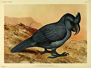 Mauritius-Papagei aus Walter Rothschild: Extinct Birds1907
