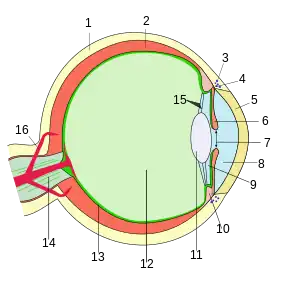 Schema des Augenaufbaus, Querschnitt