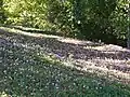 Verwildert in einem Park in der Dordogne in Frankreich