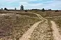 Sanddünengebiet bei Fülöpháza