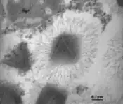 TEM-Aufnahme eines Mimivirus-Virions (ApMV) mit Stargate und Filamenten.
