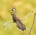 Weibchen