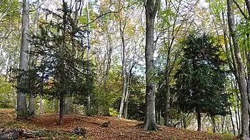 Eibenbäume unter dem schützenden Buchenwald