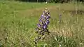Lupine an der Nordspitze des FFH-Teilgebietes „Böxlunder Eichenkratt“