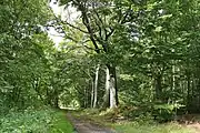 Waldweg auf der „Hohen Süß“