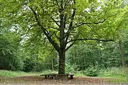 Das „Diebesnest“ im Kreuzungsbereich mehrerer Waldwege