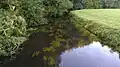 Unterwasservegetation der Füsinger Au im FFH-Teilgebiet Broholm