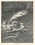 Springender Fisch: A clean Break, 1900