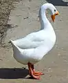 Weiße Höckergans