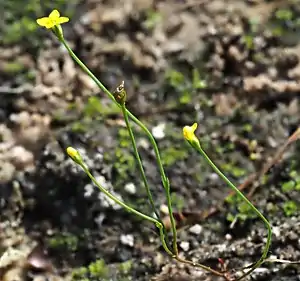 Fadenenzian (Cicendia filiformis)