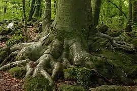 Fuß einer Buche