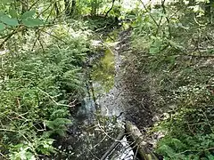 Krelinger Bach nahe der Quelle