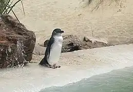 Zwergpinguin