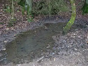 Die Wittekindsquelle unweit des Berggipfels
