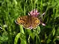 Vermutlich Ehrenpreis-Scheckenfalter (Melitaea aurelia)