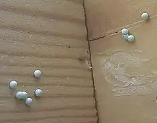 Eier, abgelegt auf einem Fensterrahmen