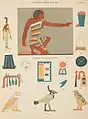 Farbige Hieroglyphen aus dem Grab Ptahhotep in Sakkara
