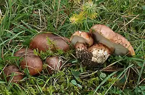 Fastberingter RitterlingTricholoma fracticum