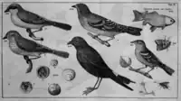 Tafel II