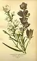 Illustration aus Favourite flowers of garden and greenhouse