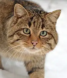 2018 Europäische Wildkatze