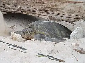 Grüne Meeresschildkröte auf der Insel
Redang in Malaysia nach der Eiablage