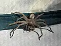 Weibchen mit erbeutetem Ohrwurm
