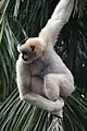Nördlicher Weißwangen-Schopfgibbon ♀ (Nomascus leucogenys)