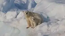Foto von zwei Eisbären in eisiger Umgebung