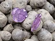 Blaue Kartoffeln (mit „blauem Fleisch“) (Vitelotte, Blaue Anneliese, Blauer Schwede, Salad Blue) (röter sind Rote Burgunder, Rote Emmalie, Kefermarkter Zuchtstamm Highland Burgundy Red, Heiderot)