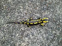 Gebänderte Unterart (Salamandra salamandra terrestris)