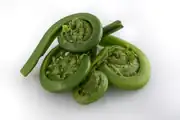 junge Farnspitzen (Fiddlehead) (z. B. Straußenfarn, Königsfarn, Perlfarn, Wald-Frauenfarn sowie Stenochlaena palustris, Pteridium aquilinum, Osmunda japonica,  Matteuccia struthiopteris)