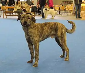 Cão Fila de São Miguel