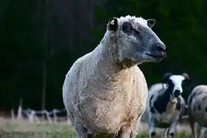 Wensleydale (Schaf)