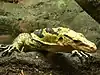 Cumings Waran (Varanus cumingi)