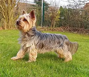 Yorkshire Terrier lohfarbengraue Sattelzeichnung „Blue and Tan“.