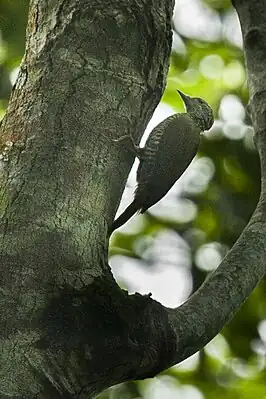 Kehlbindenspecht (Campethera tullbergi)
