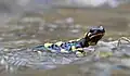 Weiblicher Feuersalamander beim Absetzen der Larven