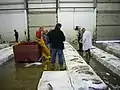 Fischauktion in Kinlochbervie