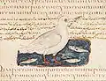 Fischermöwe (Blatt 478 verso)