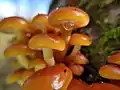 Pilze