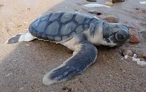 Junge Wallriffschildkröte (Natator depressus)