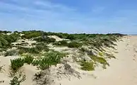 Meeresseitige Dünenlandschaft auf der Flecha del Rompido