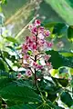 Blüte der Fleischroten Rosskastanie Aesculus × carnea