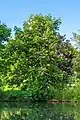 Fleischrote RosskastanieAesculus × carnea