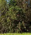 Fleischrote RosskastanieAesculus × carnea