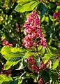 Blüte der Fleischroten Rosskastanie Aesculus × carnea
