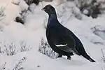 Birkhuhn