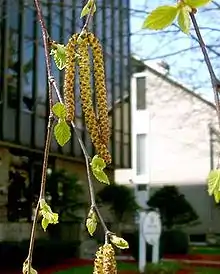 Männliche Blütenkätzchen einer Papier-Birke (Betula papyrifera)