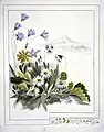 Blumen vom Mount Egmont. 1. Ranunculus pinguis. 2. Fostera [sic] tenella. 3. Celmisia longifolia. 4. Wahlenbergia gracilis. 5. Lobelie